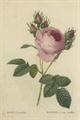 Lot 27 Image