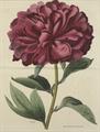 Lot 28 Image