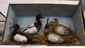 Lot 1239 Image