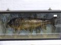 Lot 2 Image