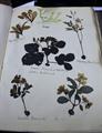 Lot 23 Image