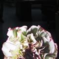 Lot 5 Image