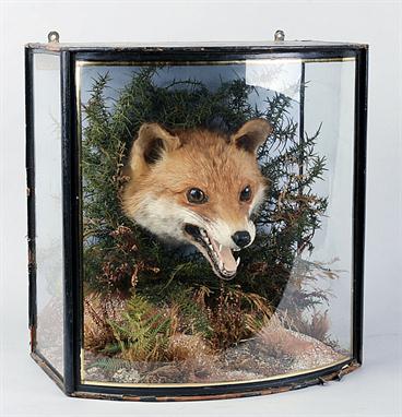 Taxidermy - A fox mask by J. Cooper &amp; Sons of London, mounted against a naturalistic setting, in a glazed bow-fronted cas