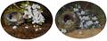 Lot 664 Image