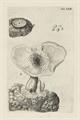 Lot 1 Image