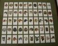 Lot 238 Image
