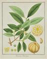 Lot 170 Image
