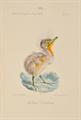 Lot 81 Image