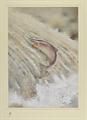 Lot 71 Image