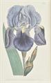 Lot 39 Image