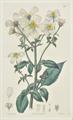 Lot 257 Image