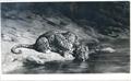 Lot 36 Image