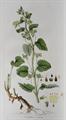 Lot 440 Image