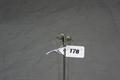 Lot 178 Image