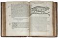 Lot 25 Image