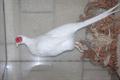 Lot 34 Image