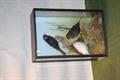 Lot 37 Image