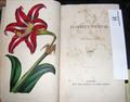 Lot 31 Image