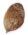 Lot 835 Image