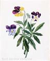 Lot 20 Image