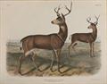 Lot 528 Image