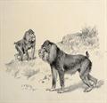Lot 6 Image