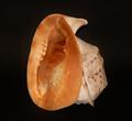 Lot 439 Image