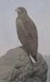 Lot 555 Image
