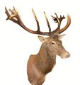 Lot 7 Image