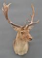 Lot 24 Image