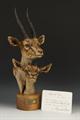 Lot 25 Image