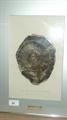 Lot 88 Image