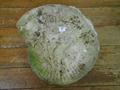 Lot 1 Image