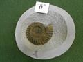 Lot 17 Image