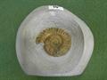 Lot 19 Image