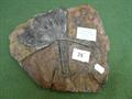Lot 24 Image