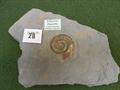 Lot 28 Image