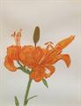 Lot 27 Image
