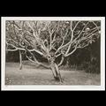 Lot 14 Image