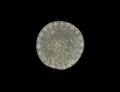 Lot 21 Image