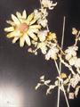 Lot 257 Image