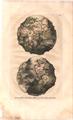 Lot 24 Image