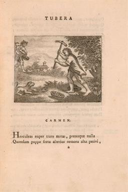 Lotto 384 -